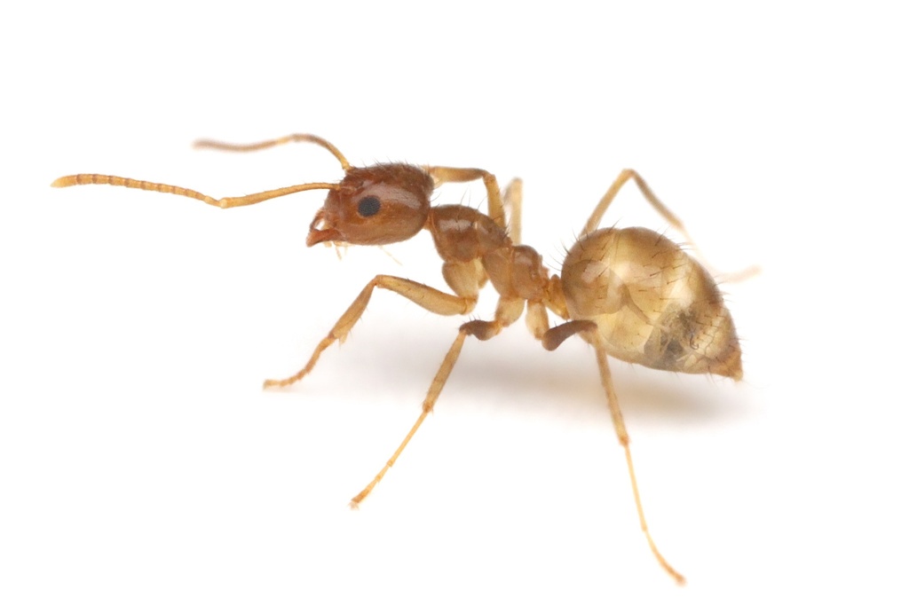 Ant Behavior