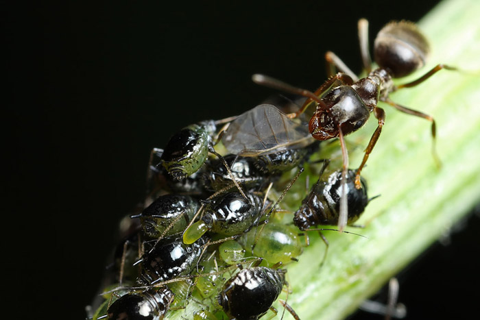 aphid farming