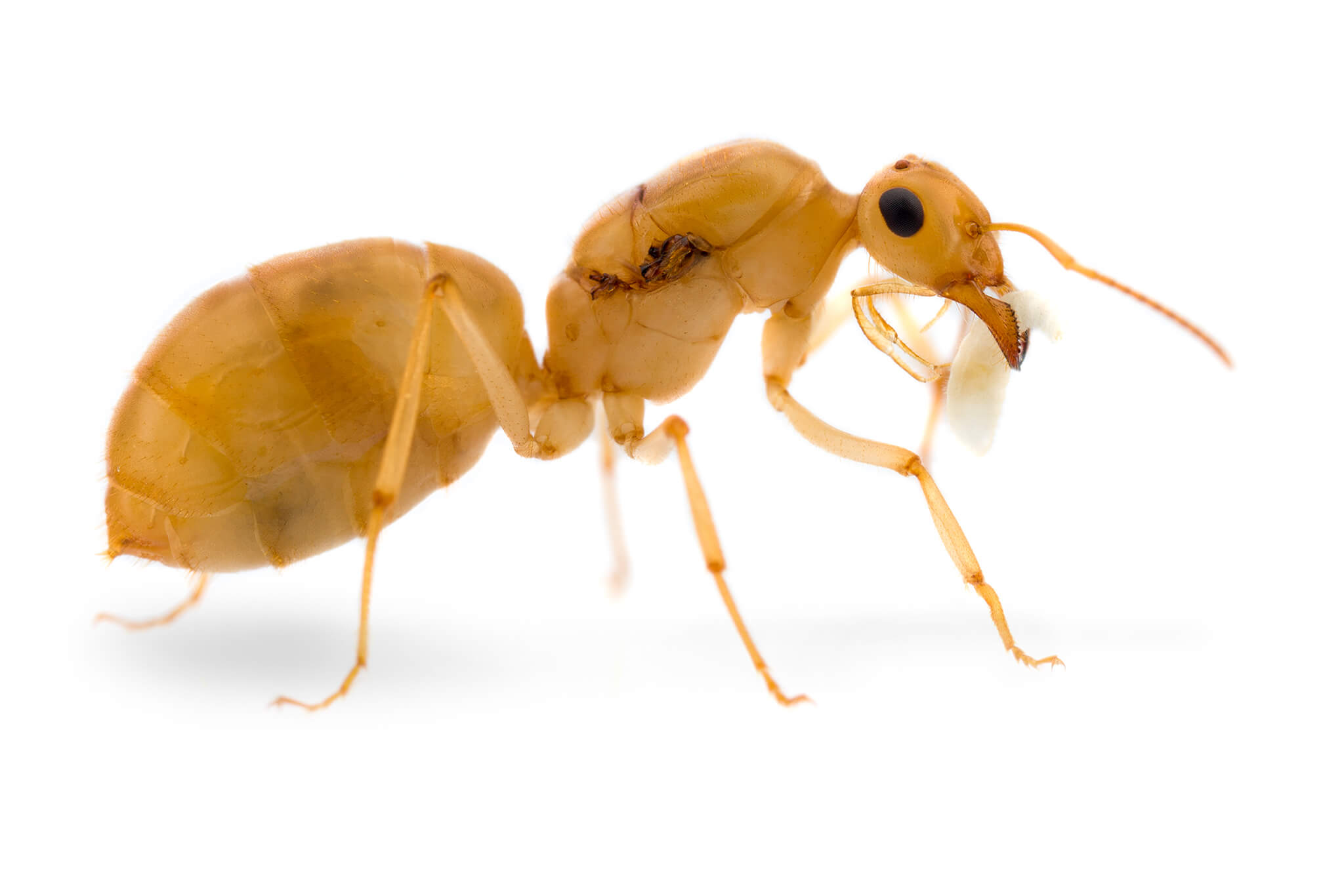 The food of ants