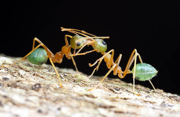 trophallaxis